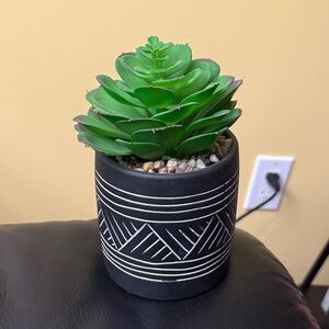 Black Planter with Green Succulent